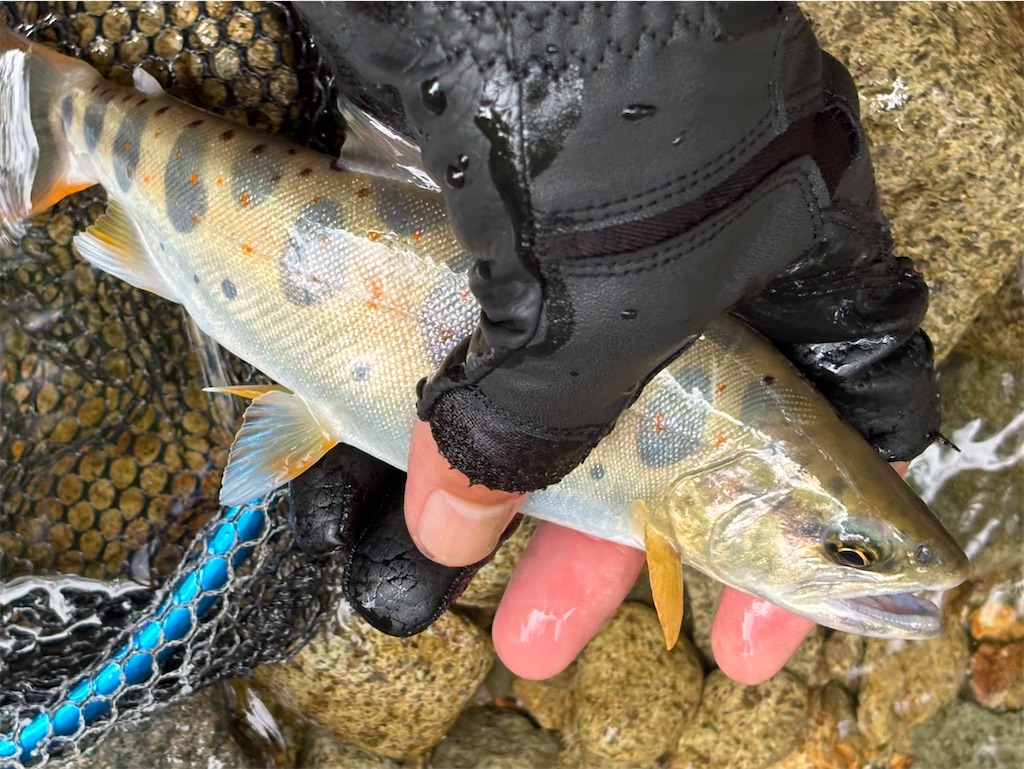 f:id:pirokitan:20250909220703j:image