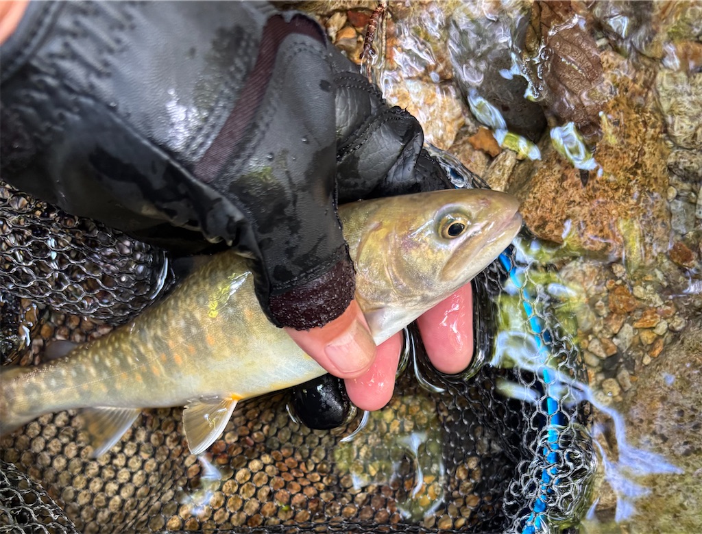 f:id:pirokitan:20250910224847j:image