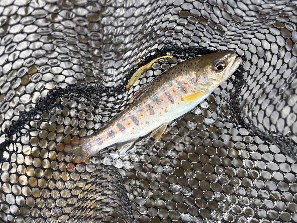 f:id:pirokitan:20250916060313j:image