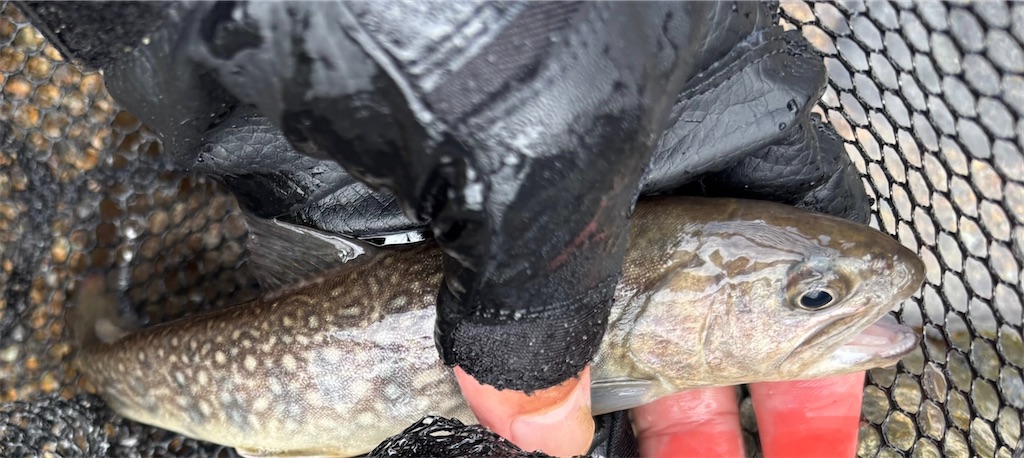 f:id:pirokitan:20250920080602j:image