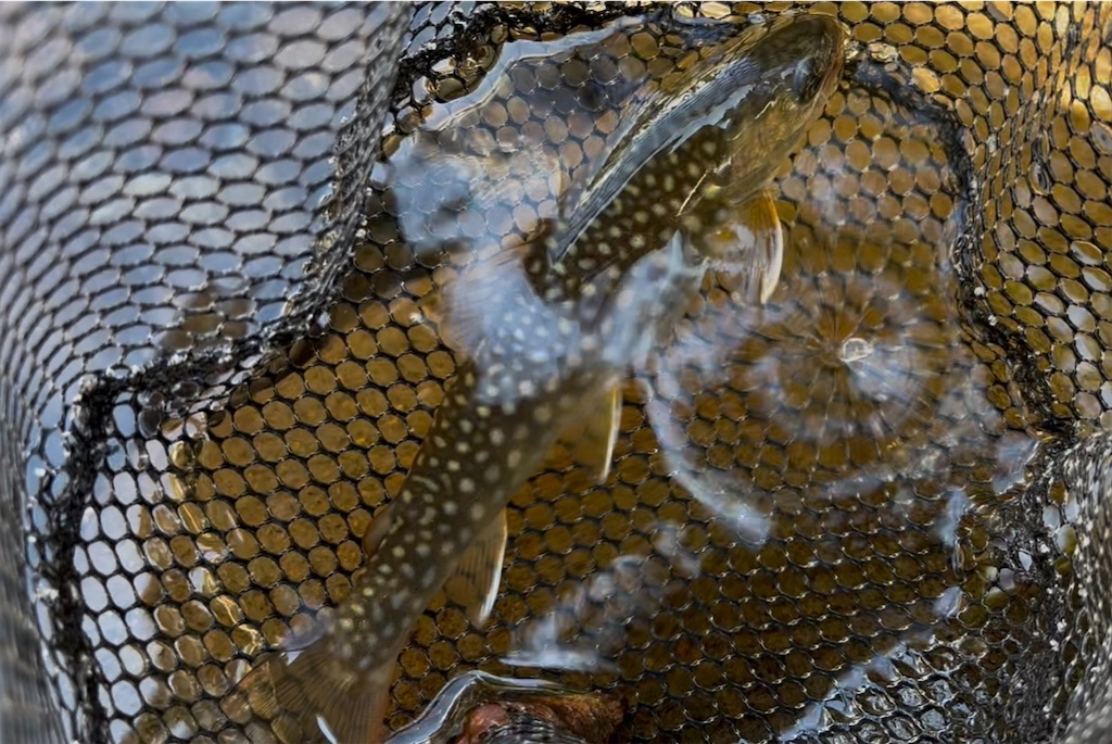 f:id:pirokitan:20250920080935j:image