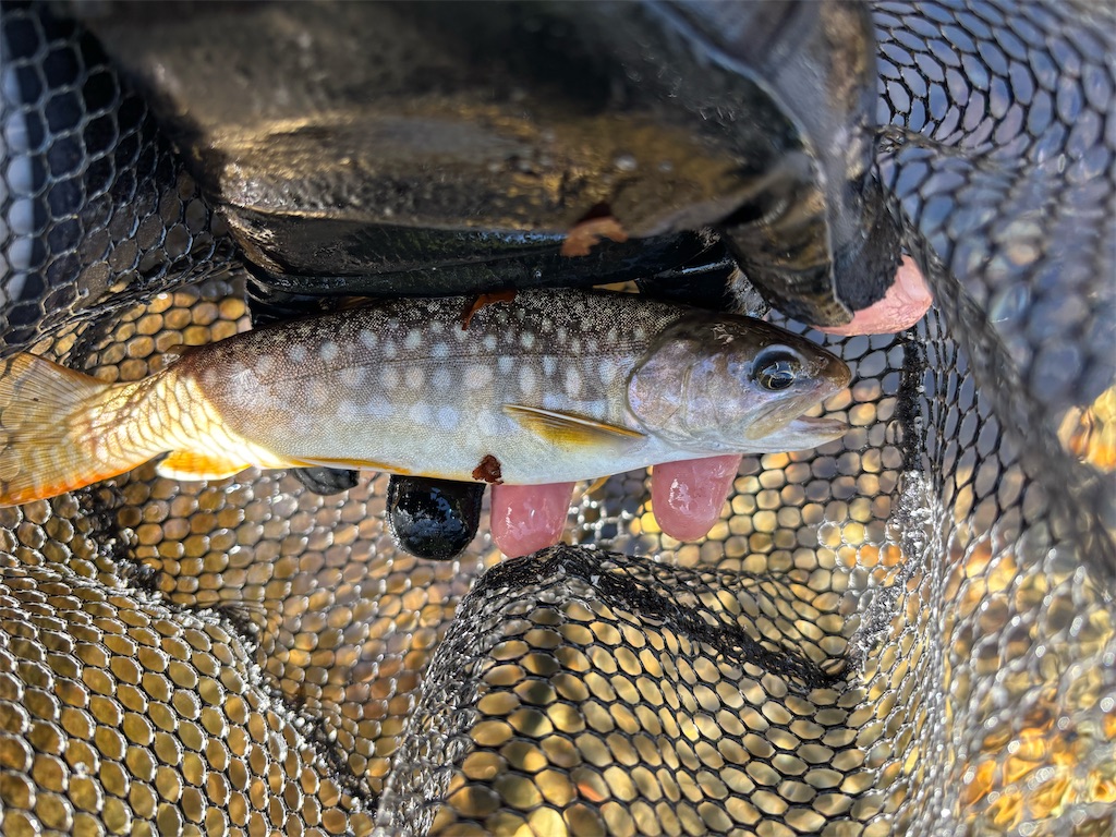 f:id:pirokitan:20250920081202j:image