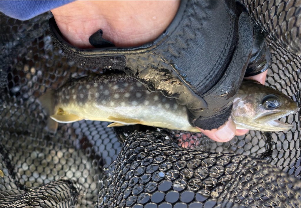 f:id:pirokitan:20250920081219j:image