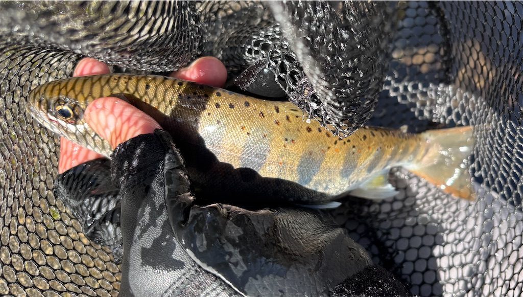 f:id:pirokitan:20250920081803j:image