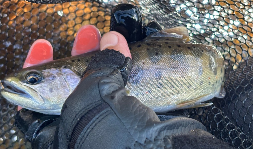 f:id:pirokitan:20250920082135j:image