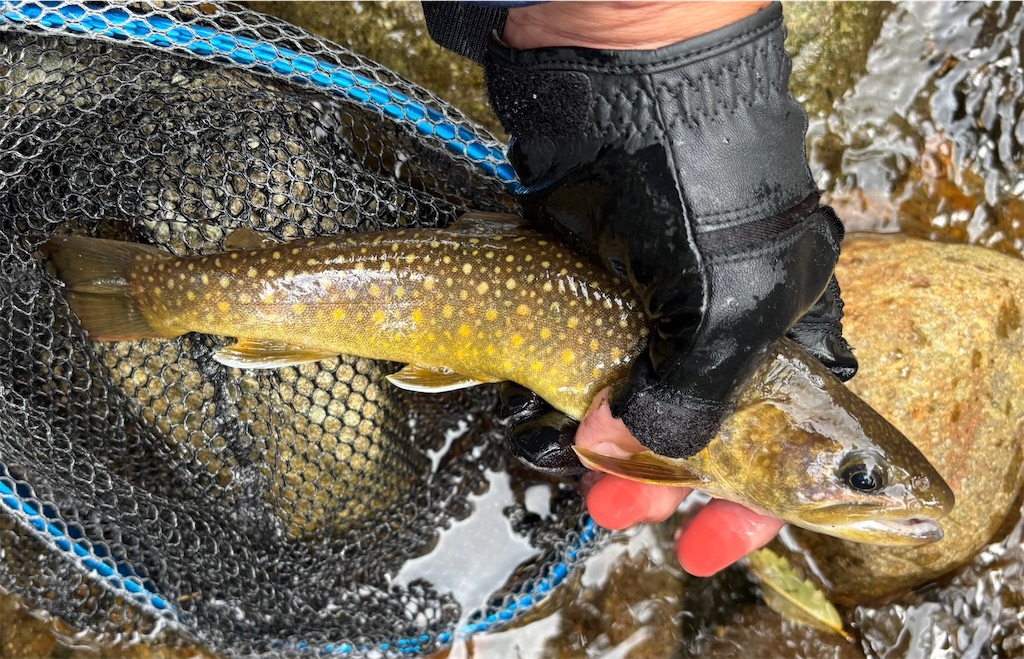 f:id:pirokitan:20250921211142j:image