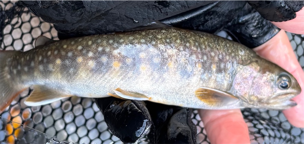 f:id:pirokitan:20250923212403j:image