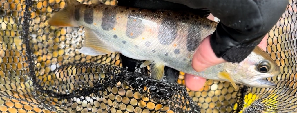 f:id:pirokitan:20250924065044j:image