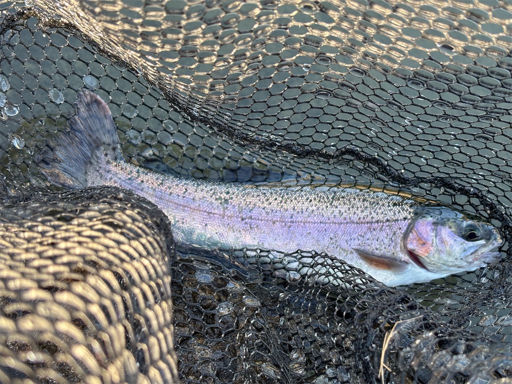 f:id:pirokitan:20251120065750j:image