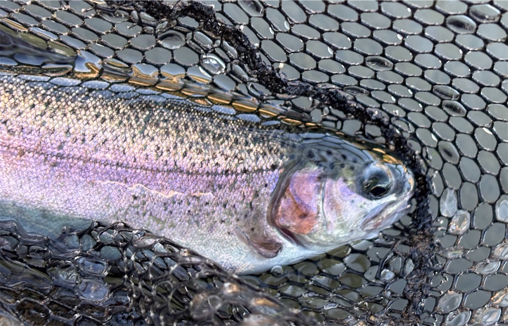 f:id:pirokitan:20251120065802j:image