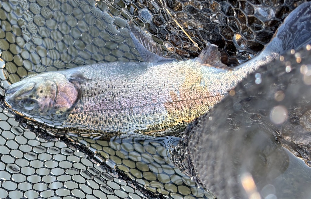 f:id:pirokitan:20251120065830j:image