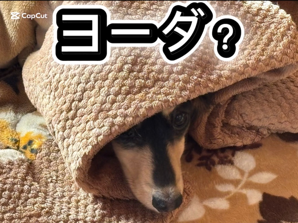 f:id:pirokitan:20251124203318j:image