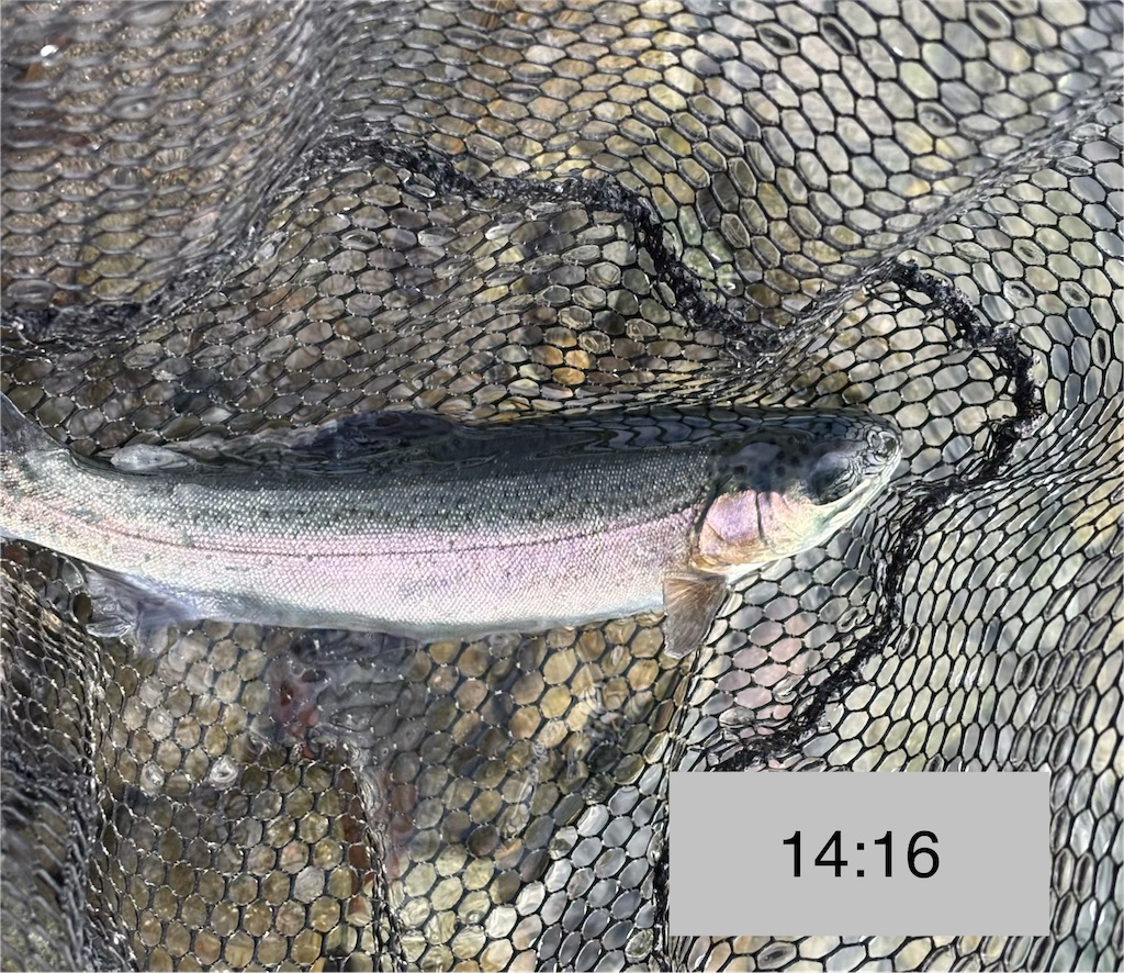 f:id:pirokitan:20251227185519j:image