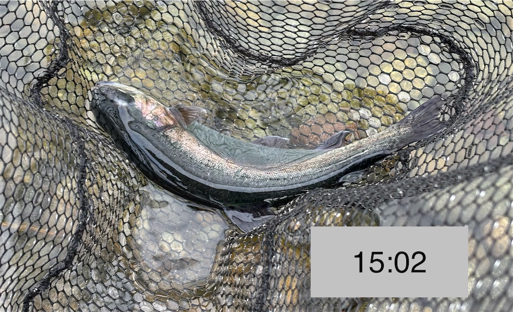 f:id:pirokitan:20251227185713j:image