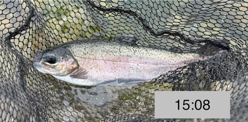 f:id:pirokitan:20251227185726j:image