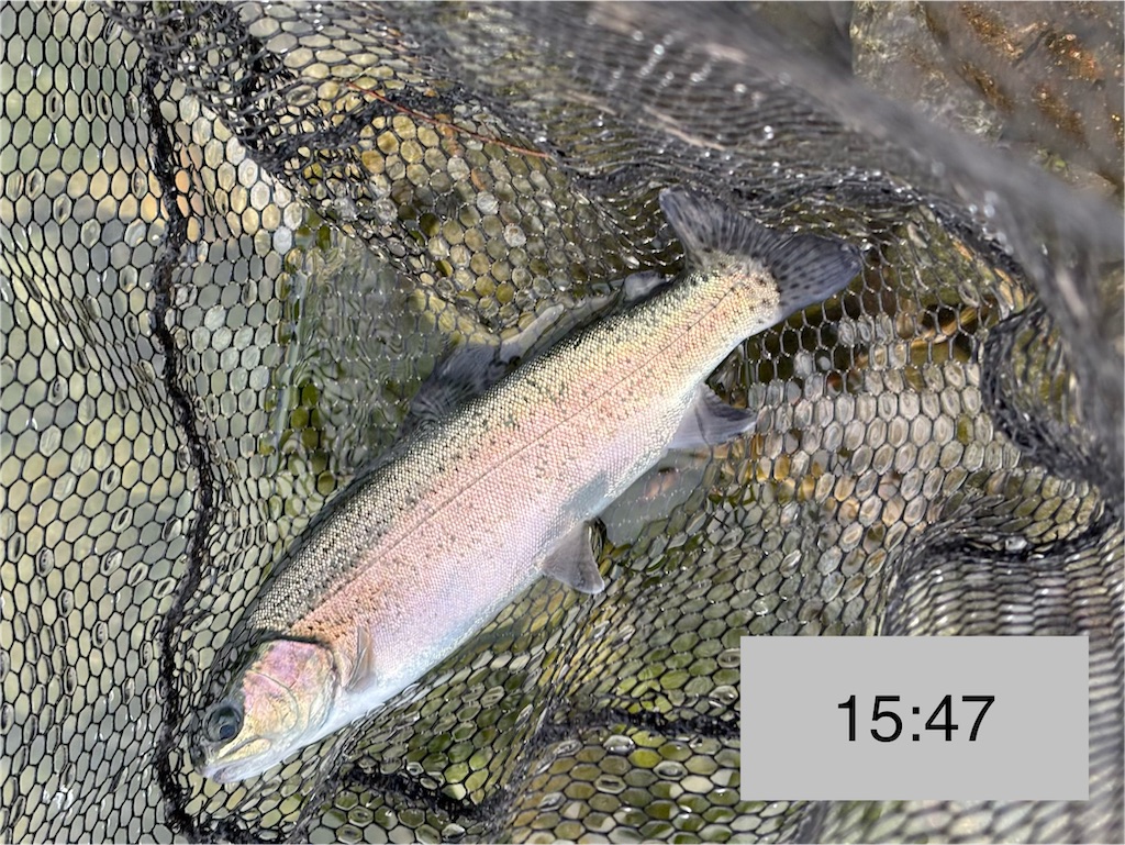 f:id:pirokitan:20251227185817j:image