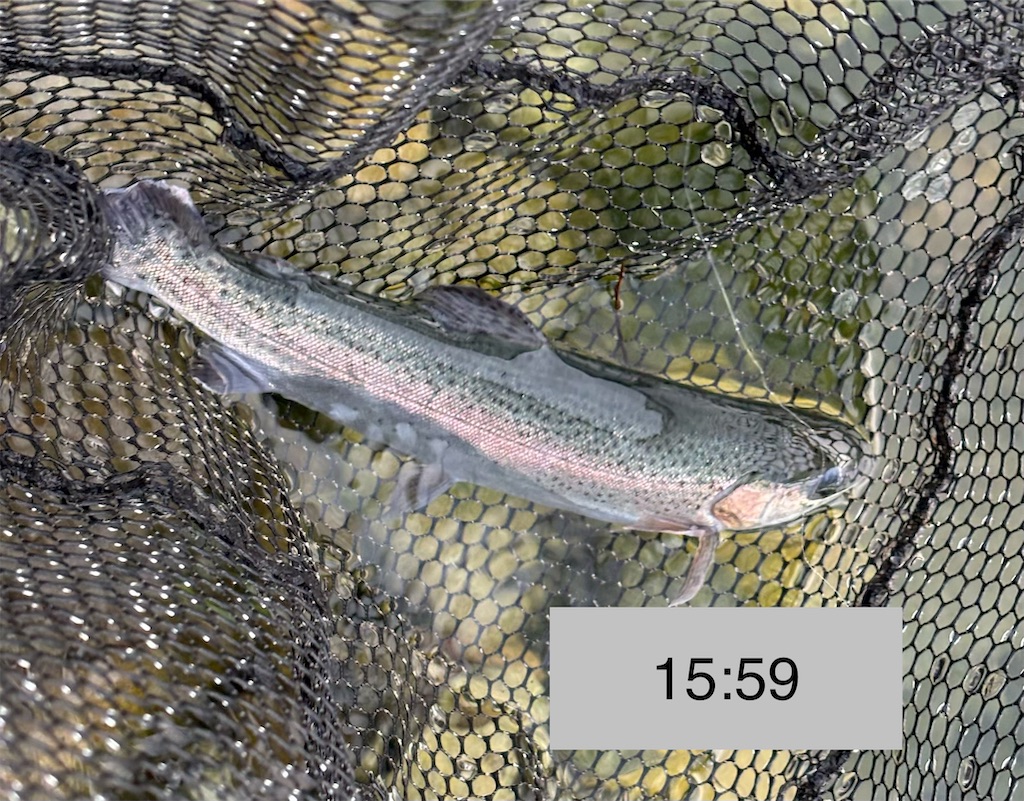 f:id:pirokitan:20251227185835j:image