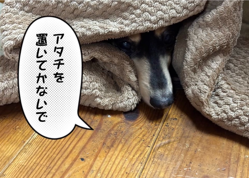 f:id:pirokitan:20260120062528j:image