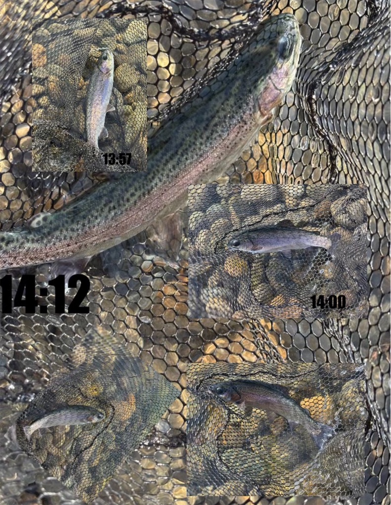 f:id:pirokitan:20260120063623j:image