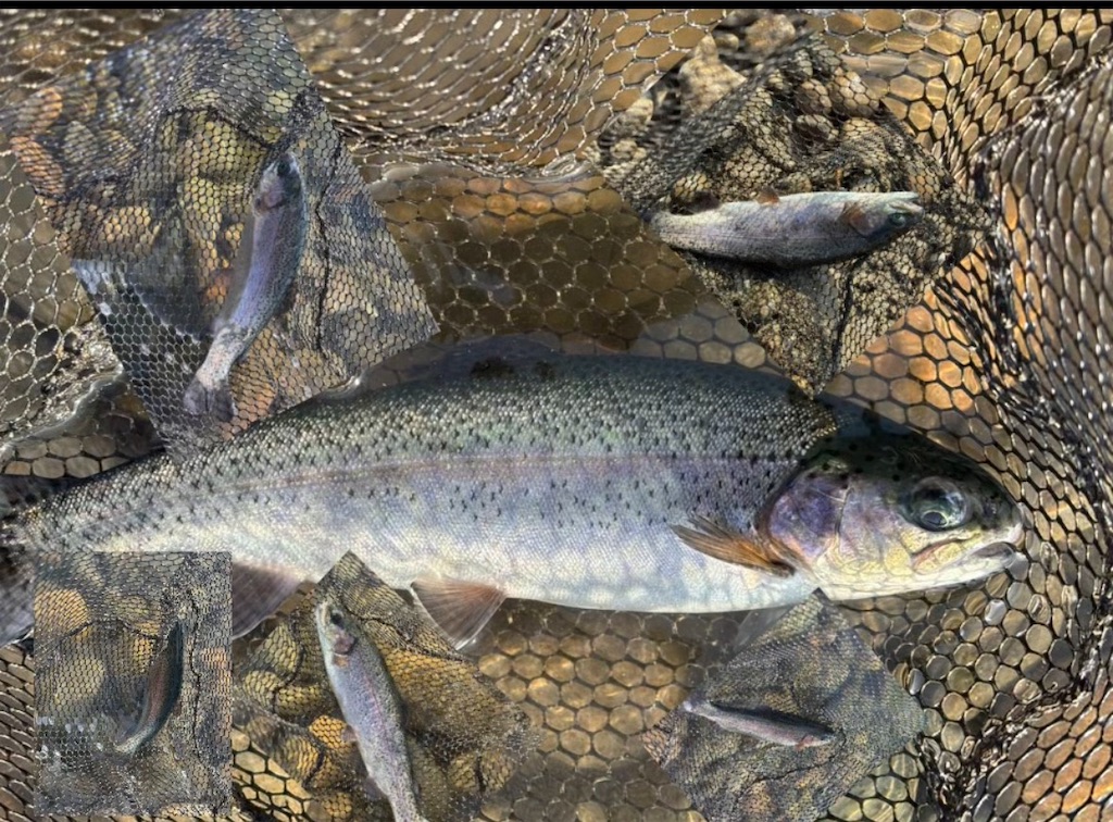 f:id:pirokitan:20260120064244j:image