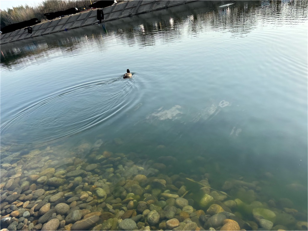 f:id:pirokitan:20260120064429j:image