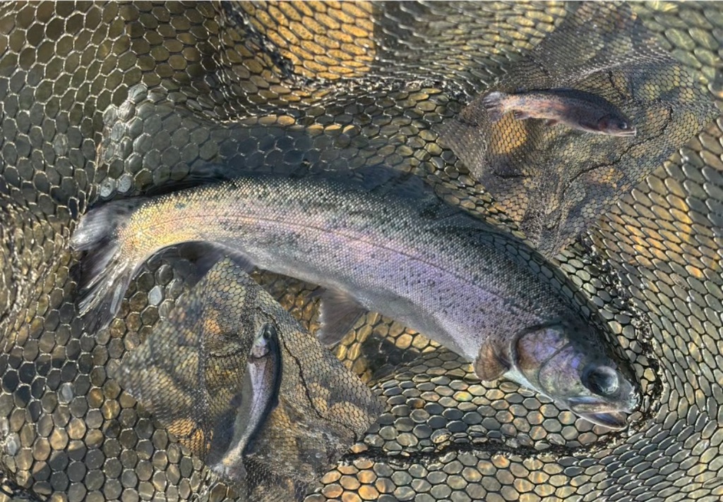 f:id:pirokitan:20260120064816j:image