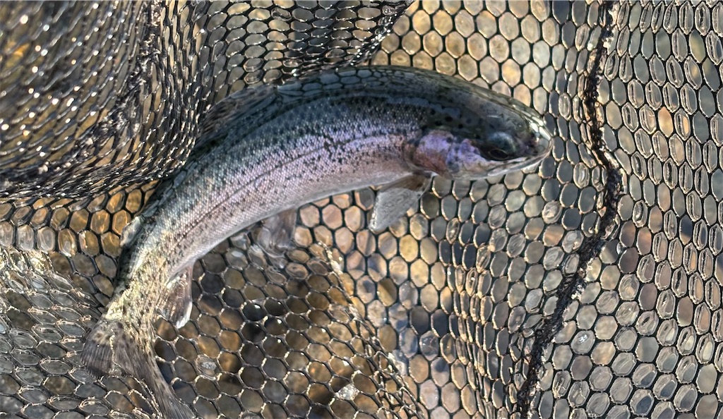 f:id:pirokitan:20260120065119j:image