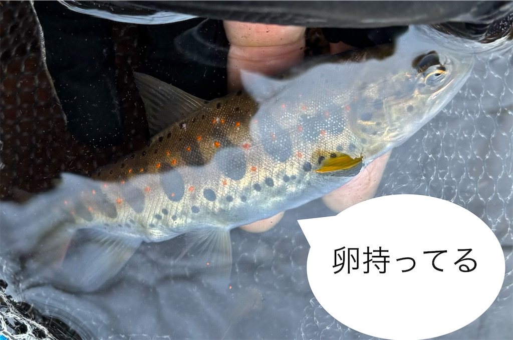 f:id:pirokitan:20260223211723j:image