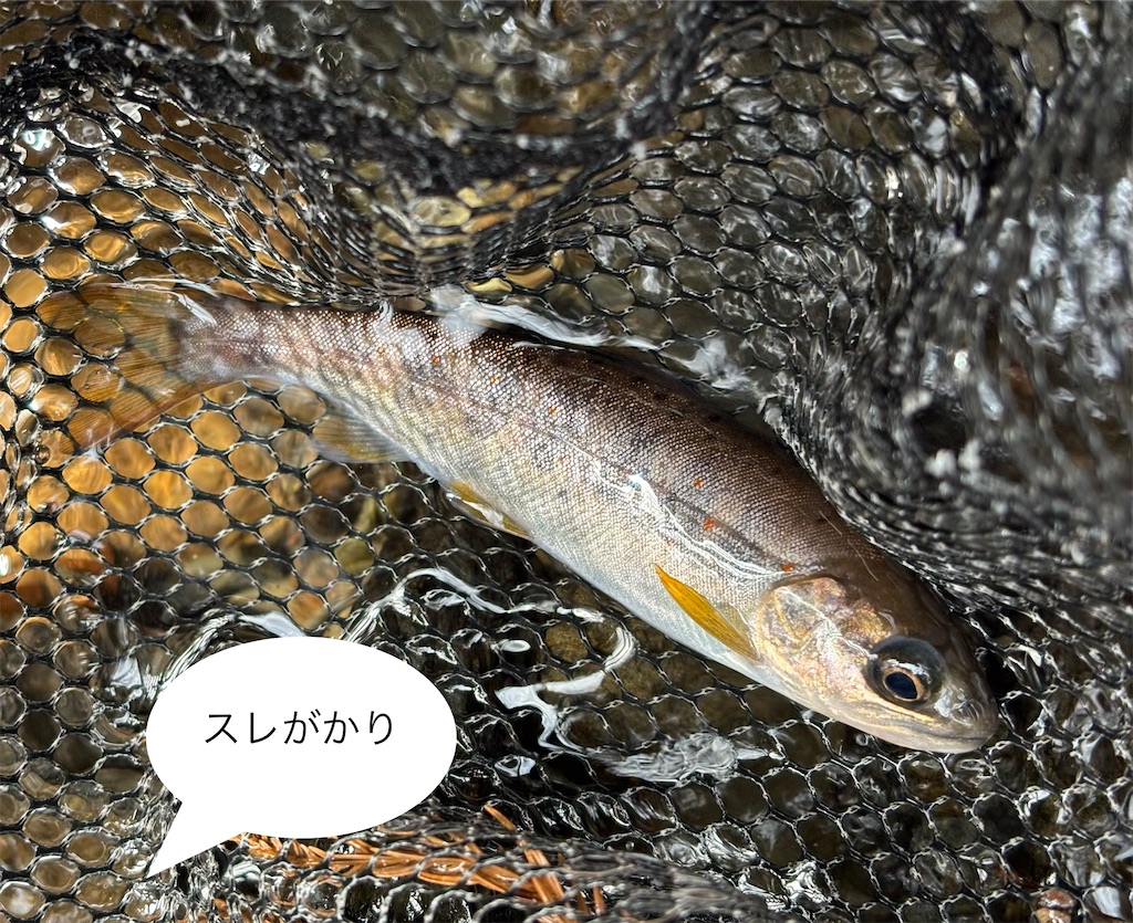 f:id:pirokitan:20260320190827j:image