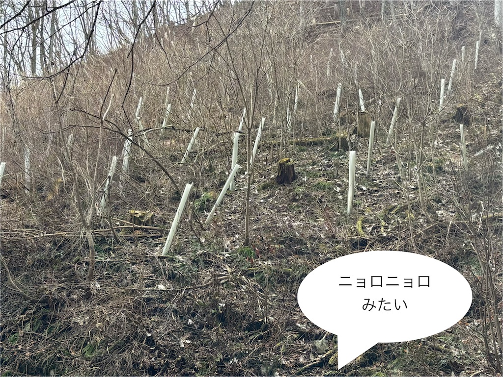 f:id:pirokitan:20260320190906j:image