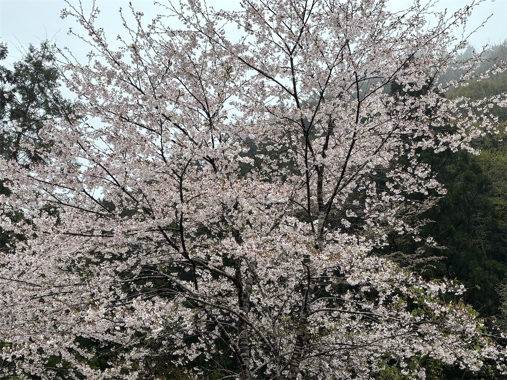 f:id:pirokitan:20260405183653j:image f:id:pirokitan:20260405183653j:image