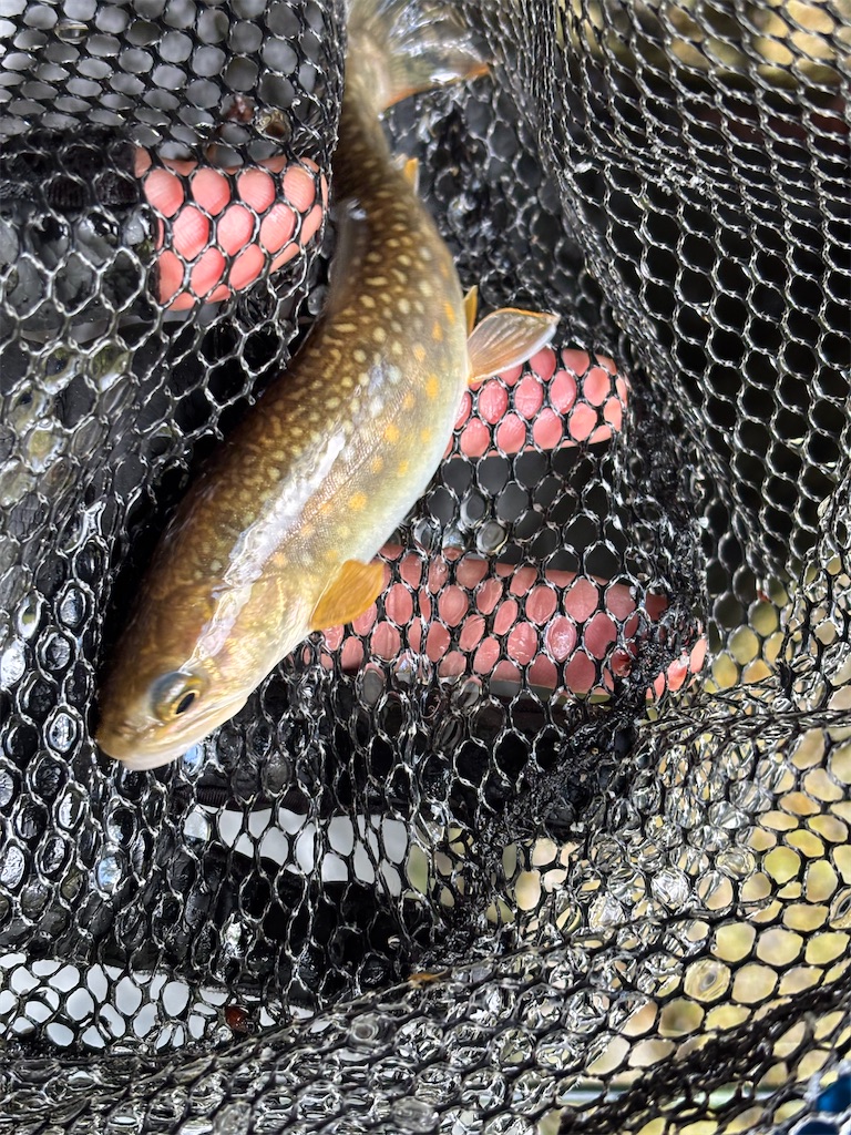 新緑季の錆（サビ）が残る岩魚 - ピロキ vs 長良川トラウト