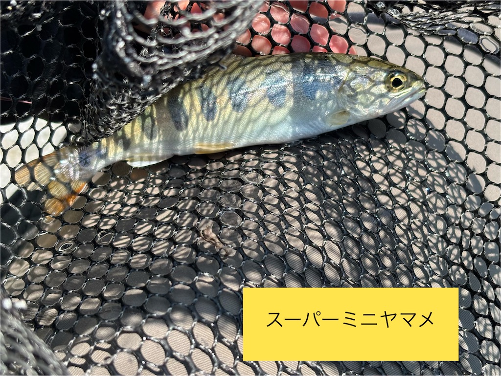 f:id:pirokitan:20260516195816j:image