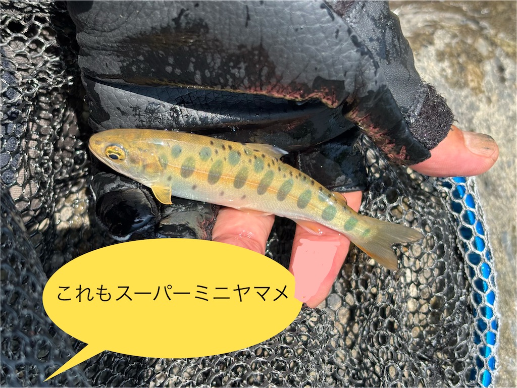 f:id:pirokitan:20260516195915j:image