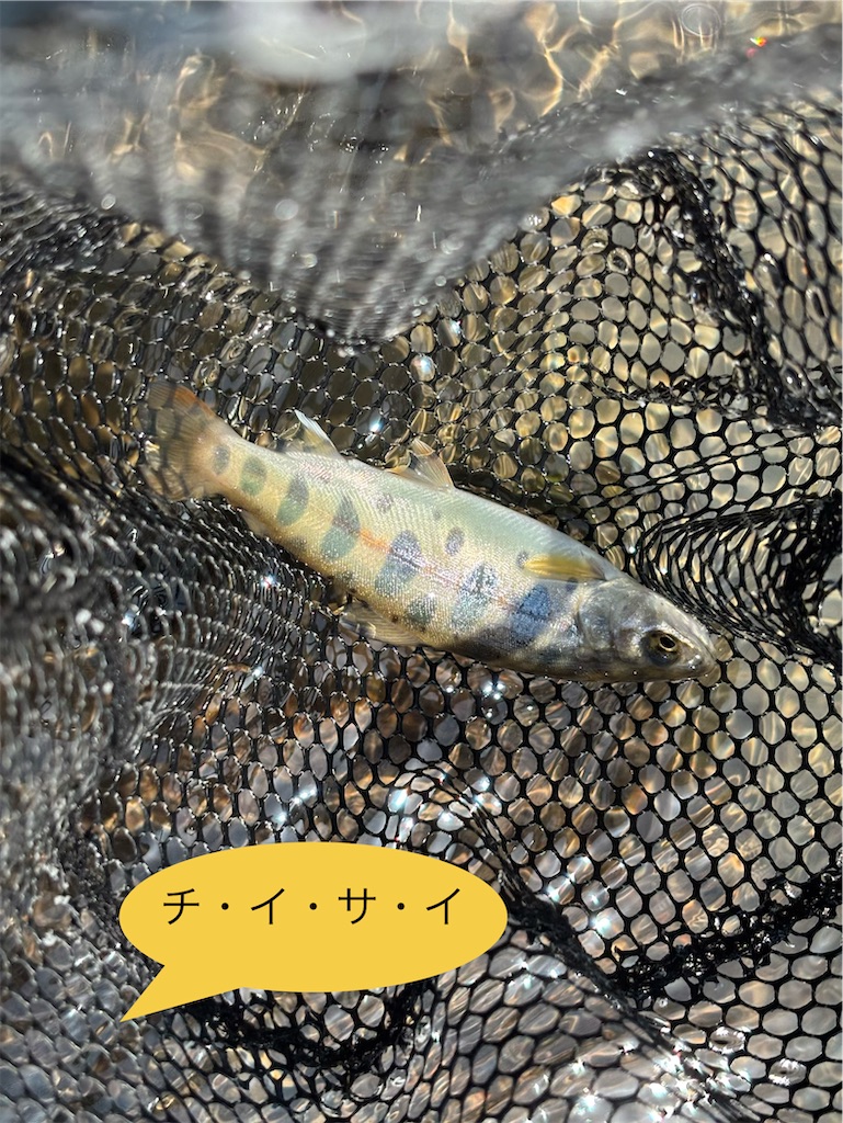 f:id:pirokitan:20260516200218j:image