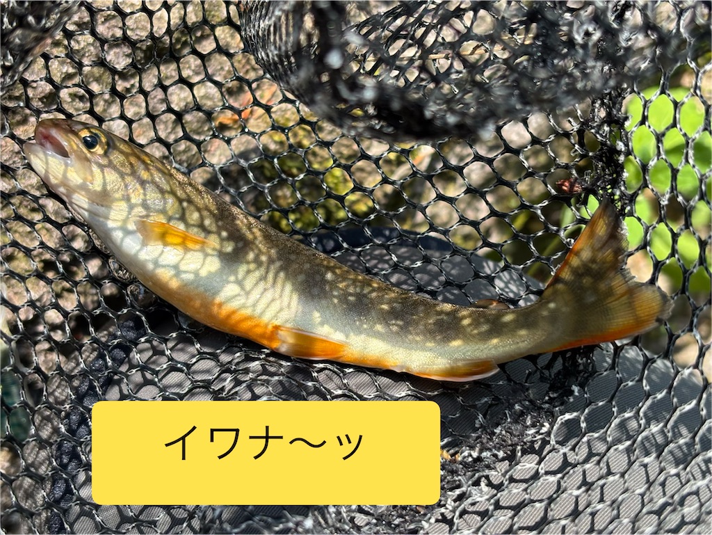 f:id:pirokitan:20260516200325j:image