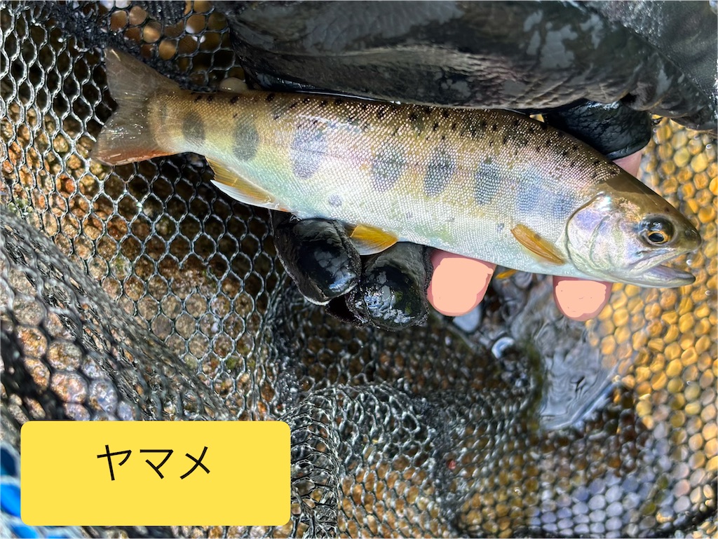 f:id:pirokitan:20260614082359j:image