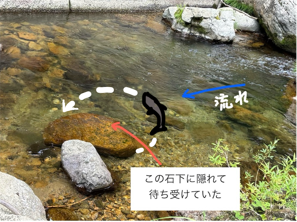f:id:pirokitan:20260701063322p:image