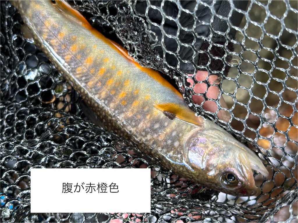 f:id:pirokitan:20260701195813j:image
