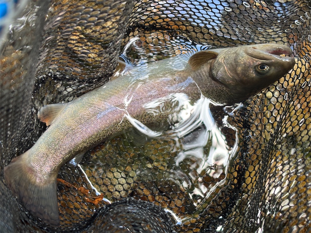 堰堤直下の尺岩魚が自作バルサミノーを襲う瞬間 - ピロキ vs 長良川
