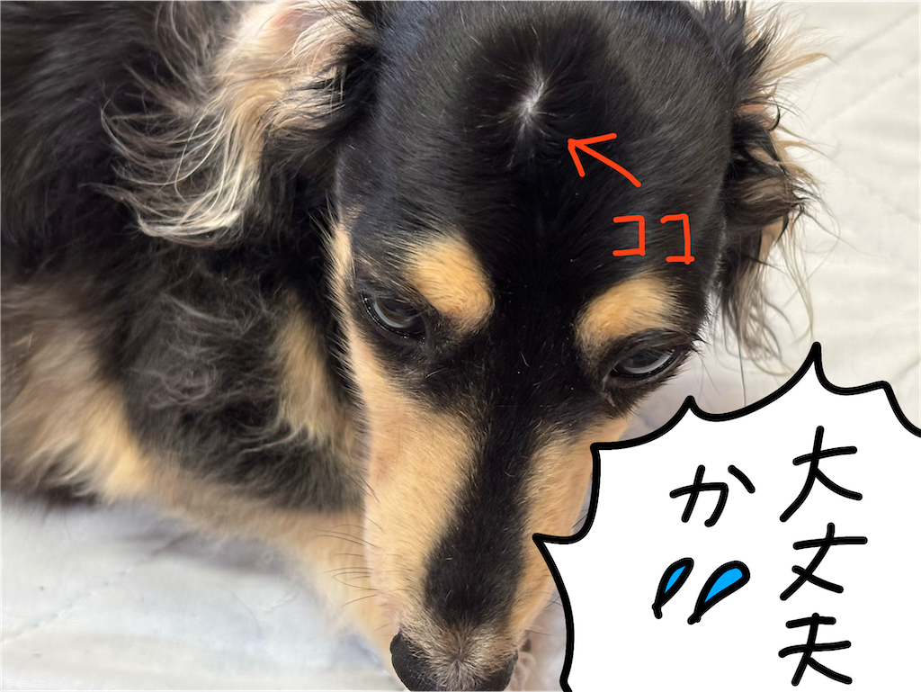 f:id:pirokitan:20260828124849p:image f:id:pirokitan:20260828124849p:image