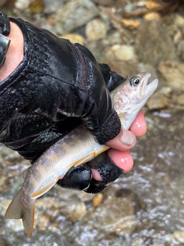 岩魚の森を狙う！渓流ミノー二刀流釣法 - ピロキ vs 長良川トラウト