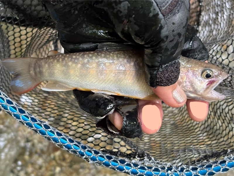 岩魚の森を狙う！渓流ミノー二刀流釣法 - ピロキ vs 長良川トラウト