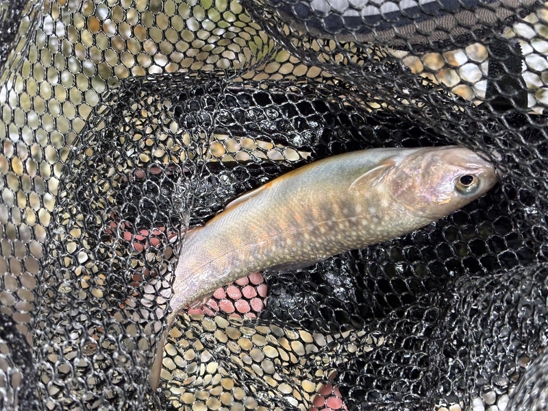 岩魚の森を狙う！渓流ミノー二刀流釣法 - ピロキ vs 長良川トラウト