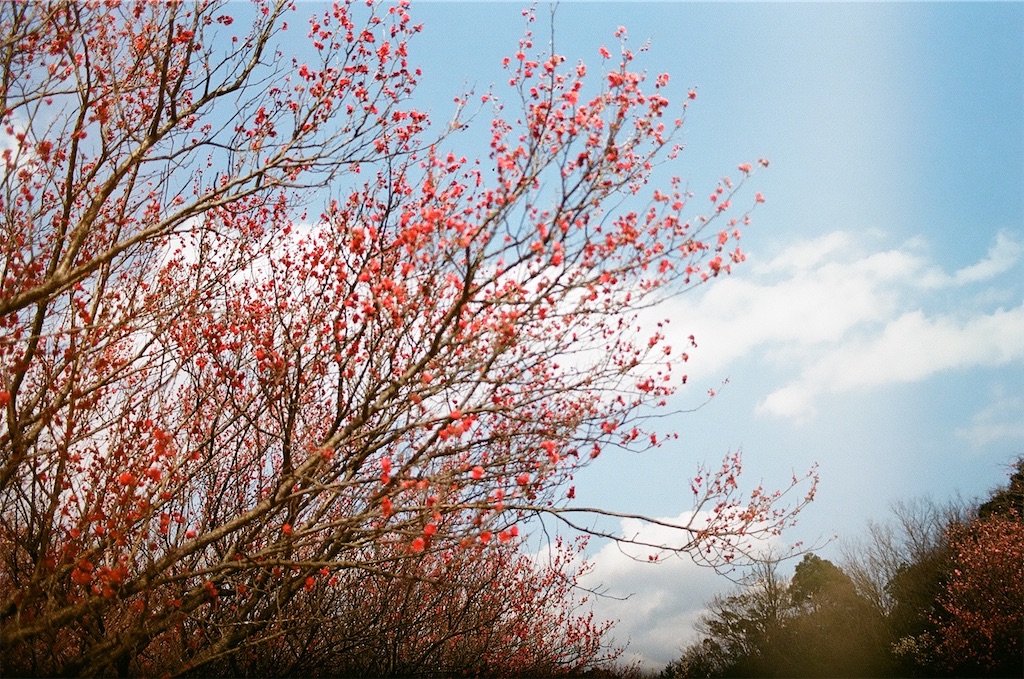 f:id:pirokogram:20220321162001j:image