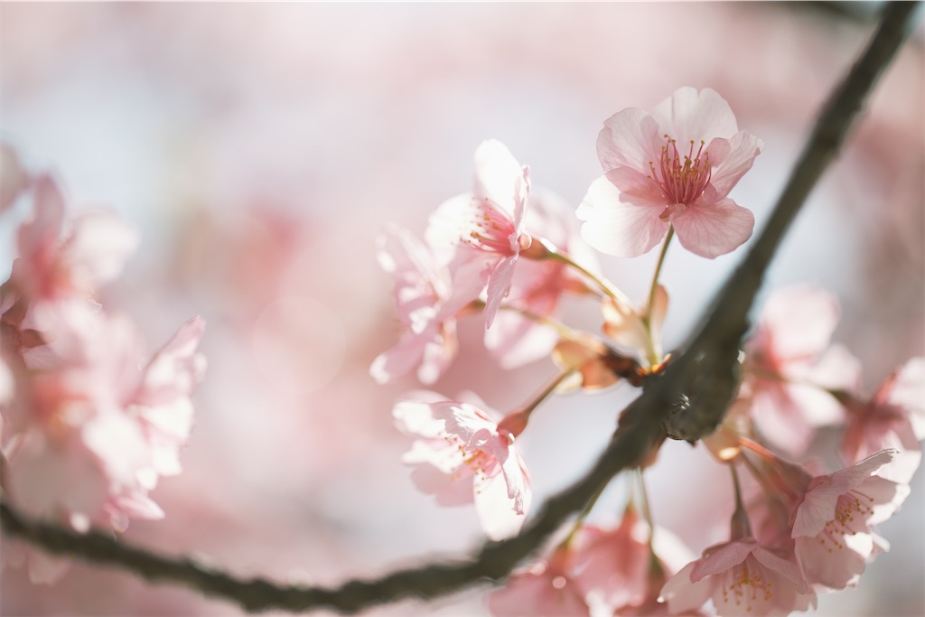 f:id:pirokogram:20220321162737j:image