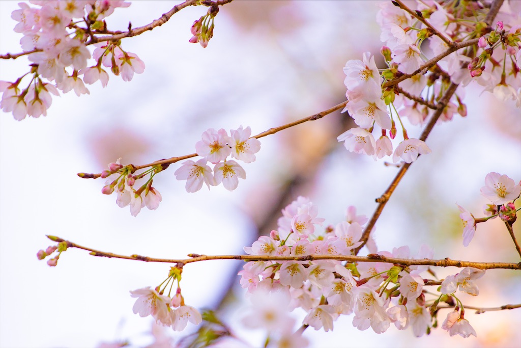 f:id:pirokogram:20220403211801j:image