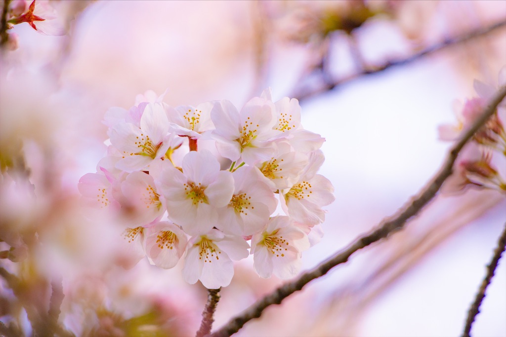 f:id:pirokogram:20220403211951j:image