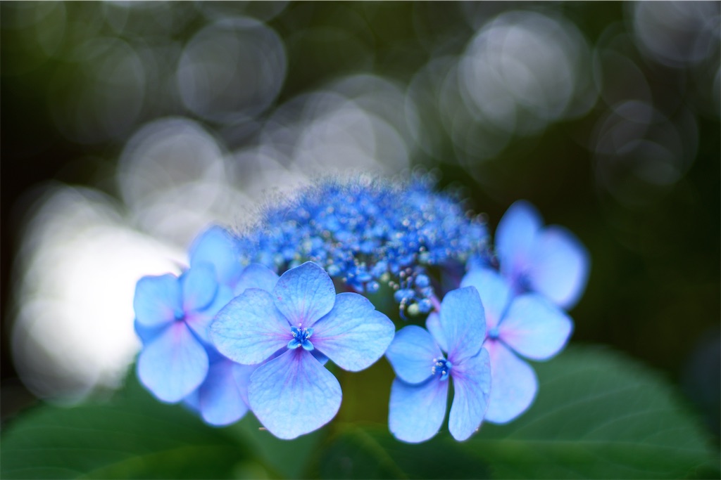 f:id:pirokogram:20241004002110j:image