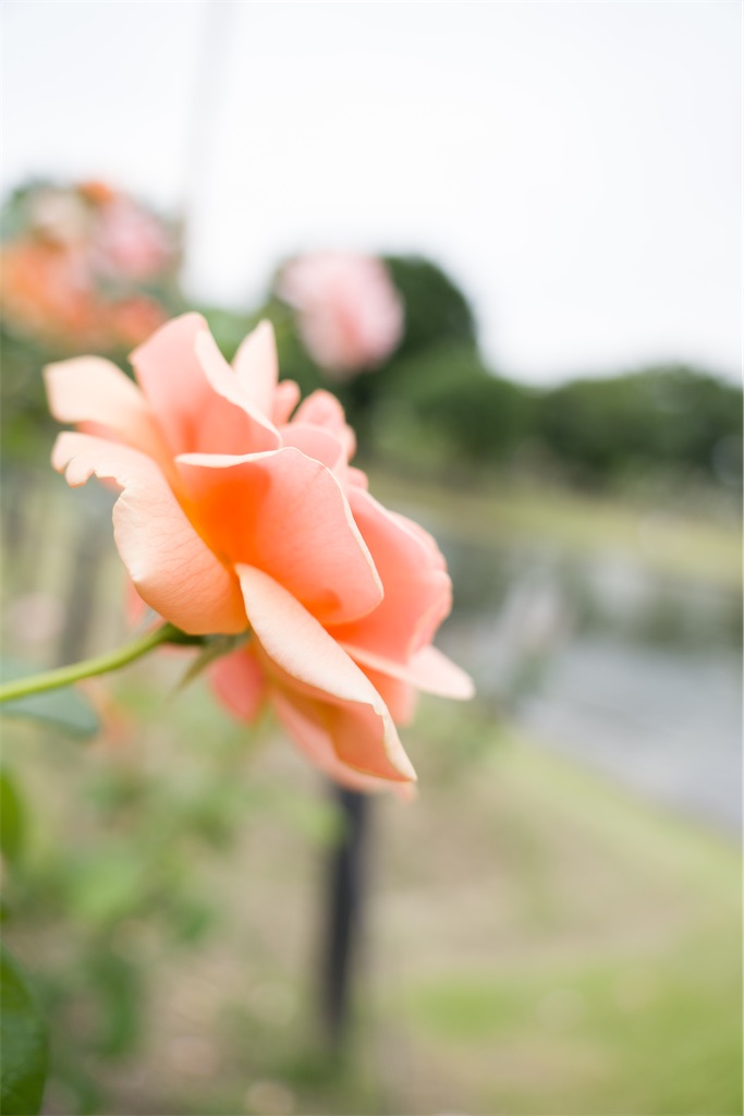 f:id:pirokogram:20241004002114j:image